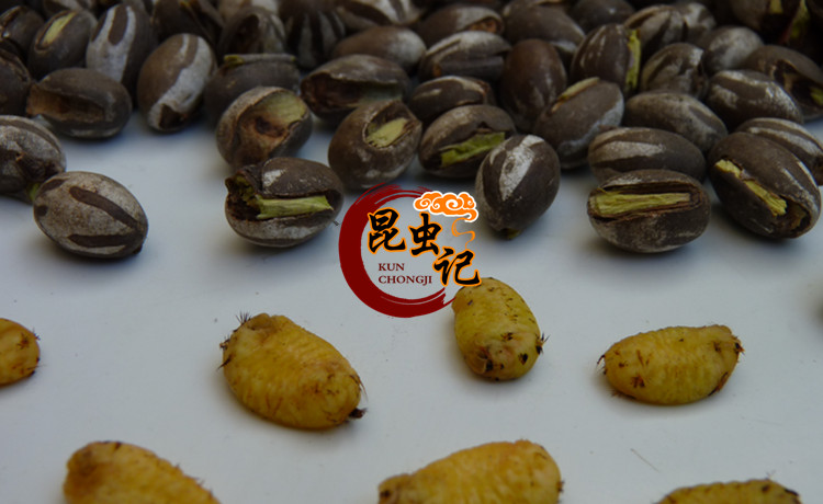 野生杨拉罐新鲜洋辣子蛋八甲刺子土狗子营养美食野味包邮波刺毛