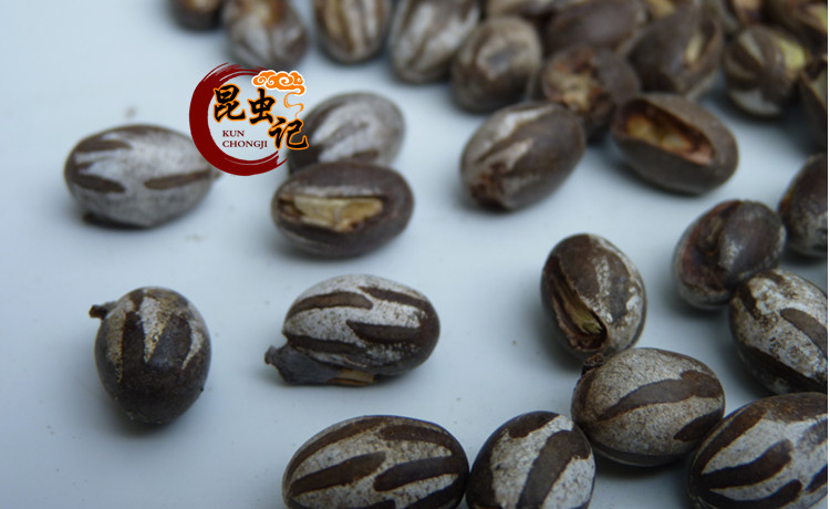 野生杨拉罐新鲜洋辣子蛋八甲刺子土狗子营养美食野味包邮波刺毛