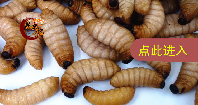 新鲜竹虫 野生竹节虫 竹蜂虫笋虫 甘香野味 生鲜发货 500克