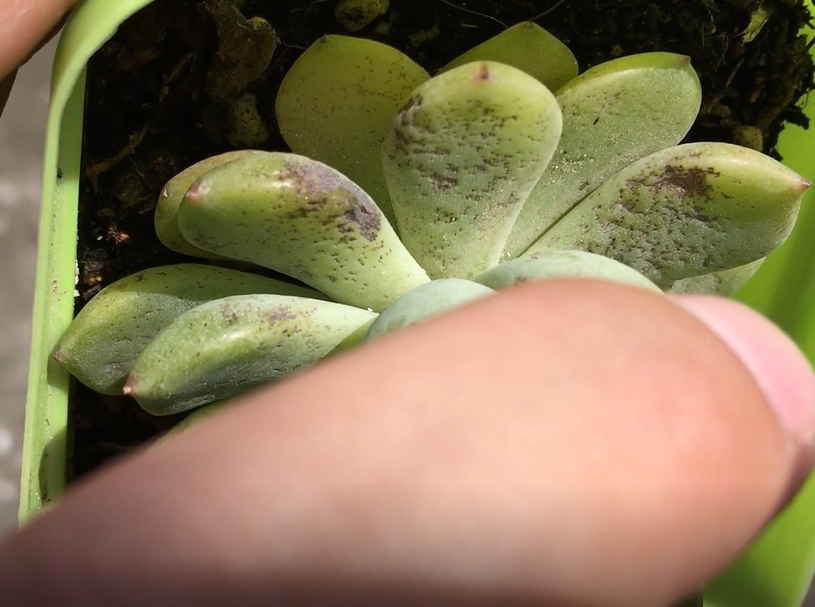 养多肉太阳越大越好吗?我用肤色告诉你