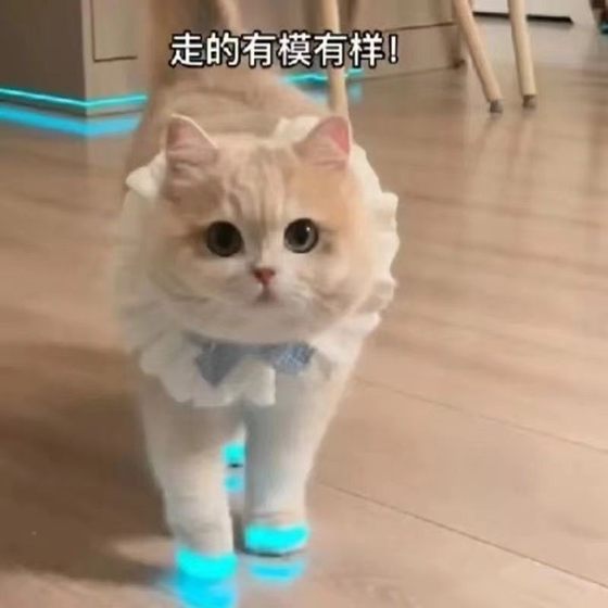 Cat luminous shoes toys dog shoes pet baby shoes luminous children's night video accessories
Cat luminous shoes toys dog shoes pet baby shoes luminous children's night video accessories