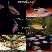 Yimei Taoist dark shadow Taoist group tour Ornamental fish Tropical fish King of grass tank Traffic light fish professional package loss