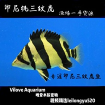 Indonesian three-striped tiger fish Thai tiger fish Sumatran tiger Thai Tiger Northern Tiger fry live fishing farm selection