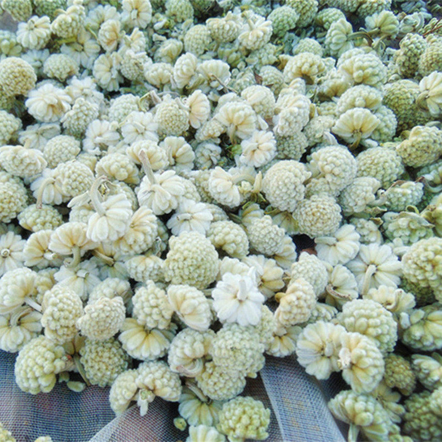 新货精选正宗的大别山野生绿萝花雪丽花pk西藏绿萝花 500g包邮