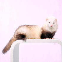 (China Bear Chinese Panda Dark) Angoru Pet Ferret ※ Nanjing General Agent ※