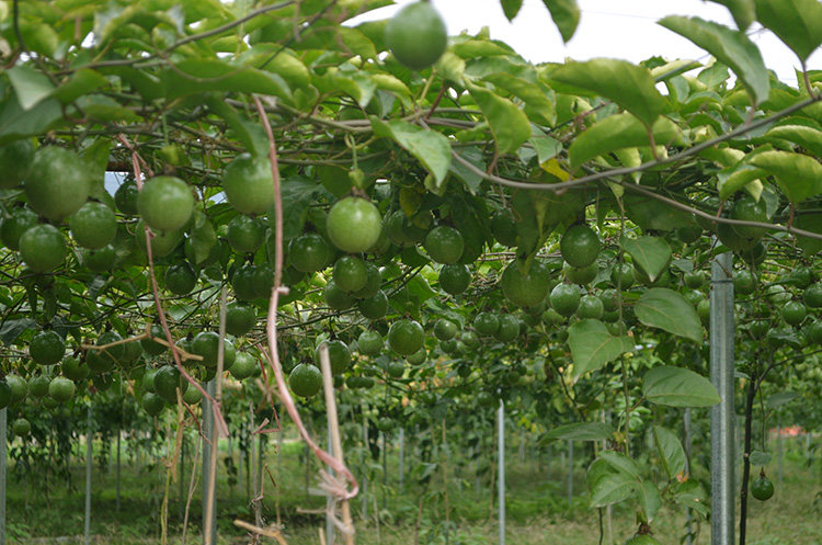 客家人中大红百香果水果新鲜西番莲鸡蛋果热情果特产5斤装现摘发