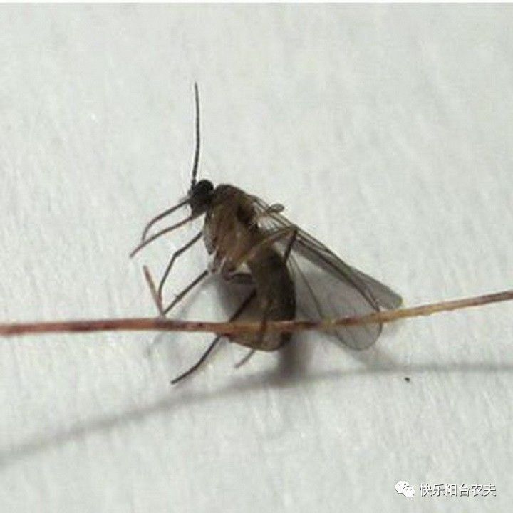 几个小妙招,轻松搞定危害蔬菜的小黑飞