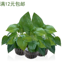 Hydroponic green plant planting basket Cup style soilless cultivation equipment vegetable round deepening solid