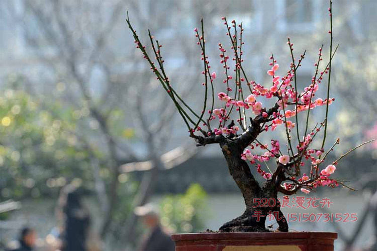红梅树桩盆景 梅花树苗 当年开花 迎春盆景树桩 包邮 庭院植物