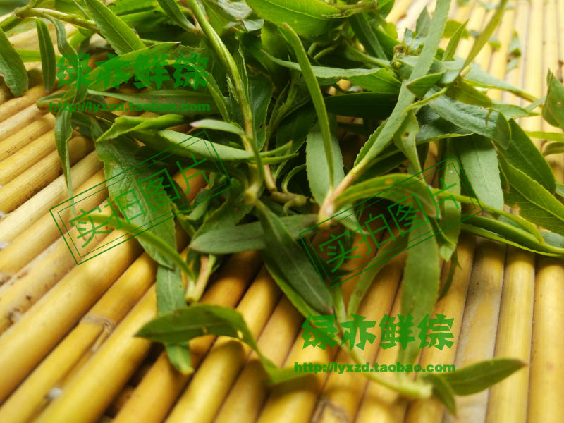 现采野生新鲜药材柳树叶柳枝叶子鲜柳叶茶 500克 新货清火_7折现价24