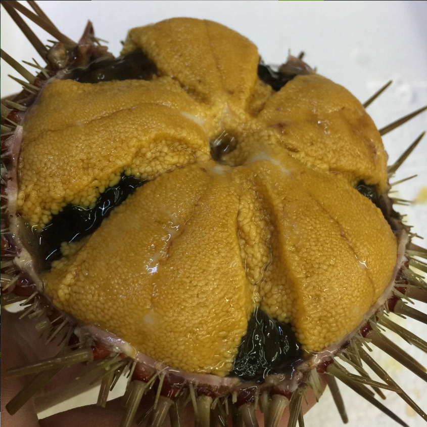 大连鲜活黄海胆3-4只/斤满黄肥 刺身料理新鲜海胆/刺窝子酒饭店用