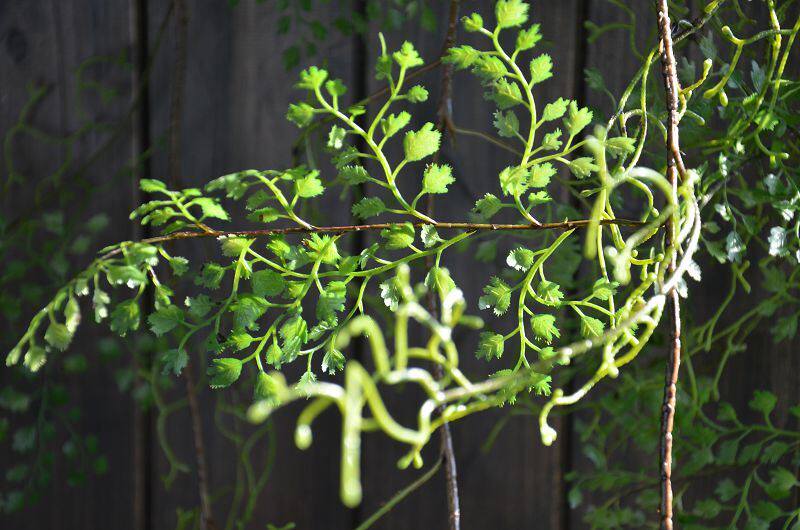 黑骨芒 仿真花 绿植 缠绕藤蔓 蕨类植物 铁线蕨装饰造景