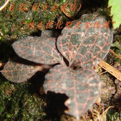 福建野生金线莲保美容老中药材深山采集 50克鲜品草药顺丰包邮