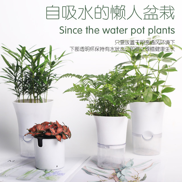 Her piano Ficus plant hydroponic plants anthurium Jiulixiang Podocarpus home furnishings, home gardening and easy maintenance Her piano Ficus plant hydroponic plants anthurium Jiulixiang Podocarpus home furnishings, home gardening and easy maintenance