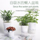 Her piano Ficus plant hydroponic plants anthurium Jiulixiang Podocarpus home furnishings, home gardening and easy maintenance Her piano Ficus plant hydroponic plants anthurium Jiulixiang Podocarpus home furnishings, home gardening and easy maintenance