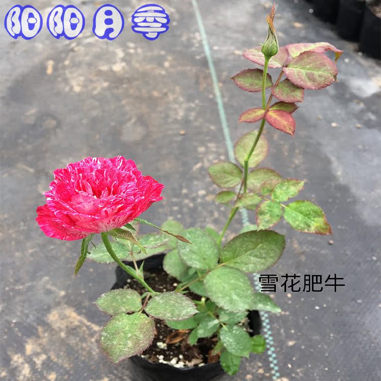 雪花肥牛 切花月季庭院阳台花卉观花植物玫瑰花盆栽带叶包邮