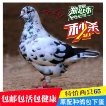 Red Carnu living pigeons under the egg pigeon Yuanbao landing King pigeons two catties large pigeons black pigeons red pigeons