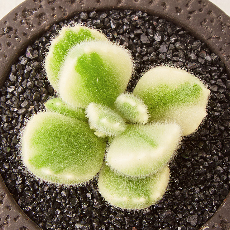 美诺花园 白熊 熊童子白锦熊掌多肉植物肉肉