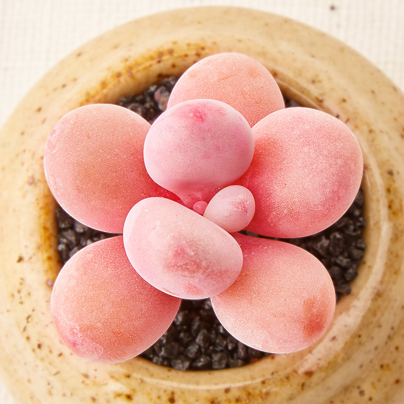 美诺花园桃之卵 桃蛋桃蛋蛋多肉植物新手肉肉植物绿植花卉盆栽多