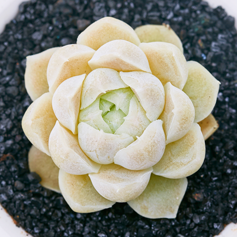 美诺花园 白月影 传说中的阿尔巴月影多肉植物