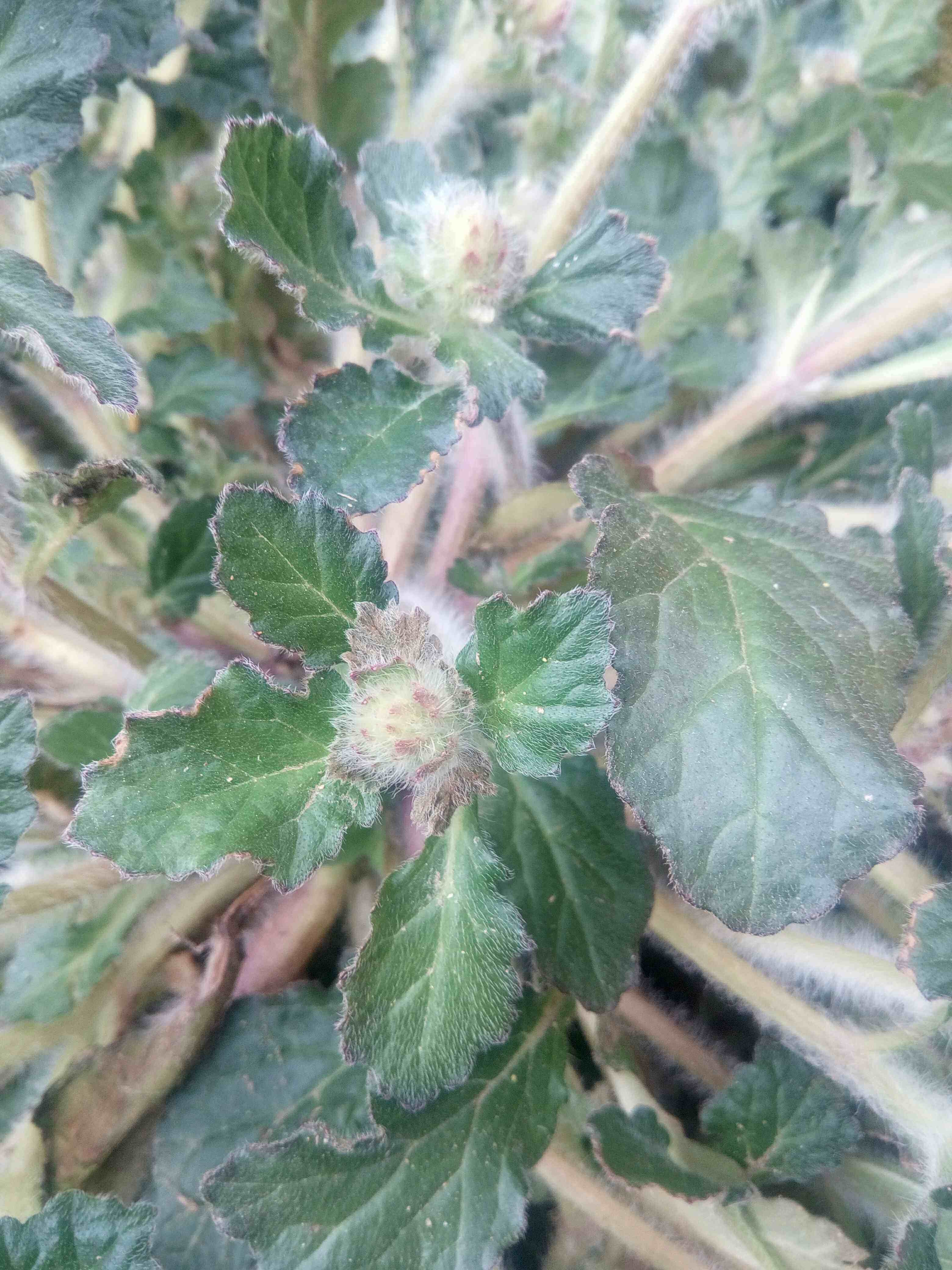 野生中药材白毛夏枯草新鲜散血草破血丹苦草白头翁筋骨草500g推荐