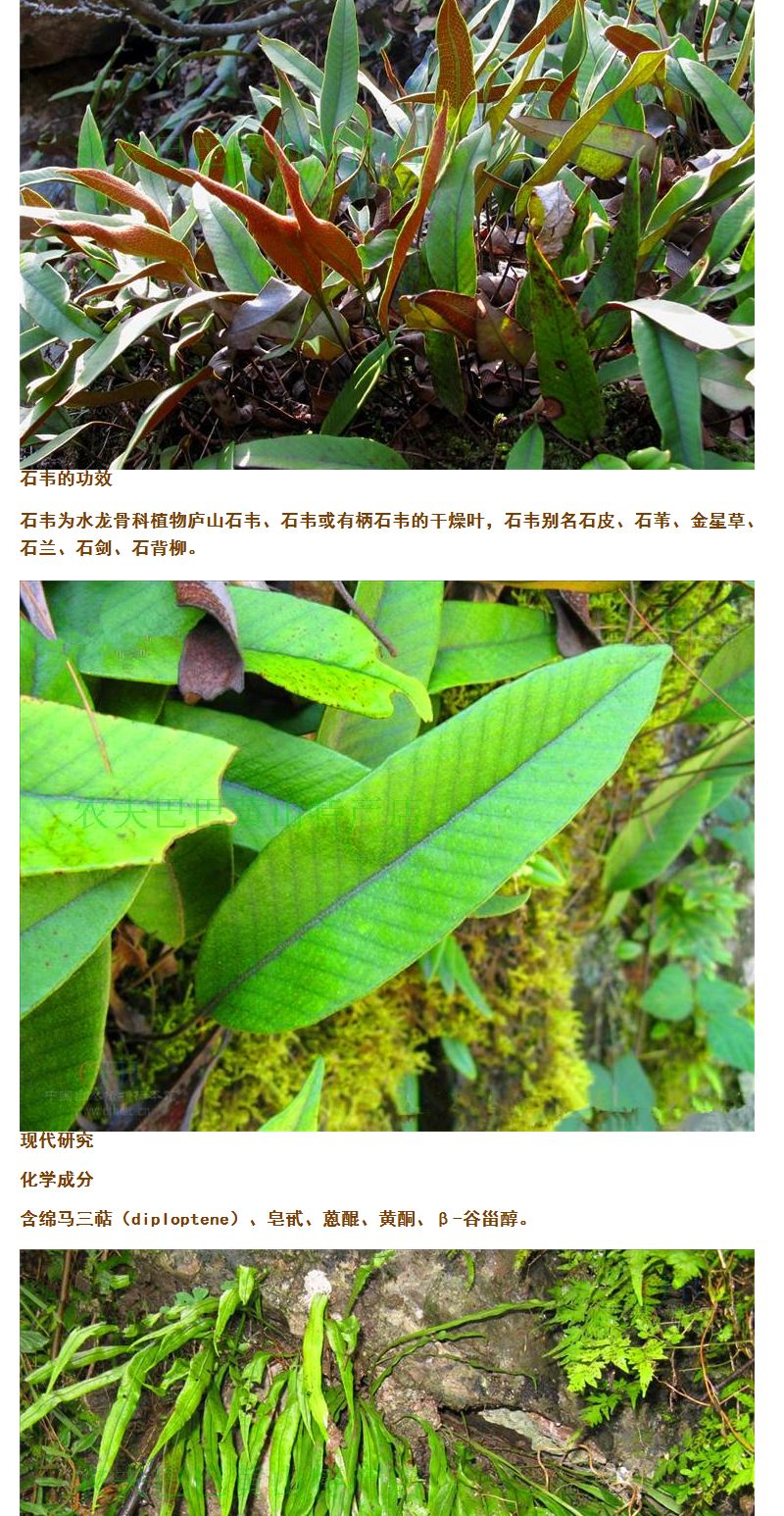2017野生自采新鲜正品中药材石韦石苇刀口药500g中草药专卖店抓药_7折