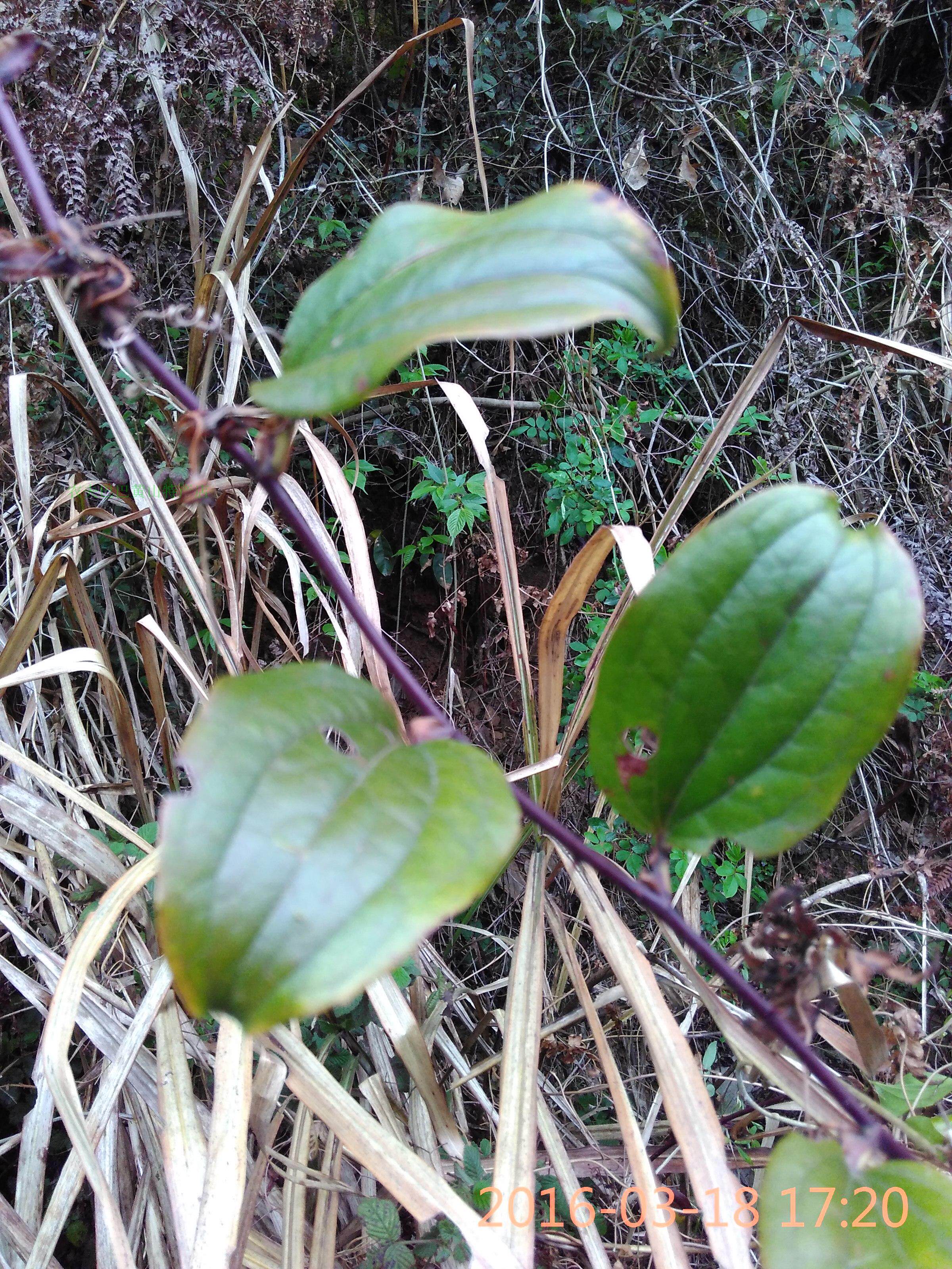 2017野生新鲜正品泡酒中药材拔葜金刚藤金刚刺500克特价5斤包邮