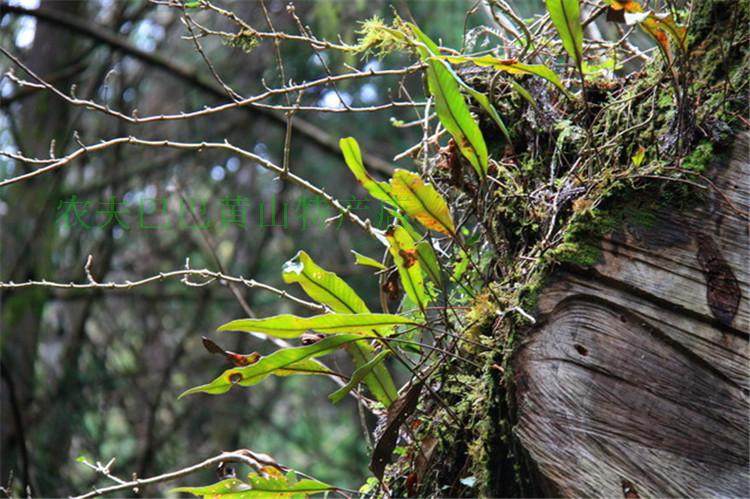 2019野生自采新鲜中药材石韦 石苇刀口药利尿结石500g2份包邮直销