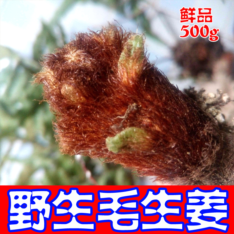 中药材新鲜野生骨碎补猴姜毛生姜毛姜爬岩姜中草药专卖店抓药生发