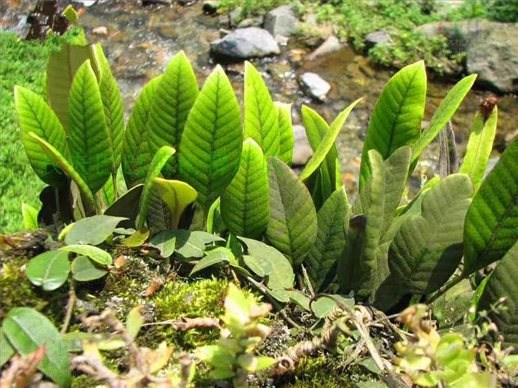 2019野生自采新鲜中药材石韦 石苇刀口药利尿结石500g2份包邮直销