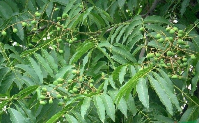 无患子果皮 圆皂角 洗手果 圆皂角防脱生发 做酵素原料天然洗发水