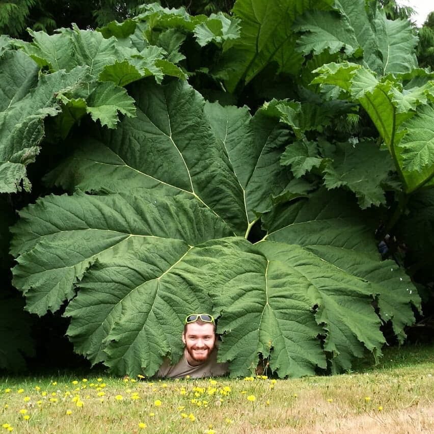 大叶蚁塔 gunnera manicata 进口盆栽苗 若慕花园室