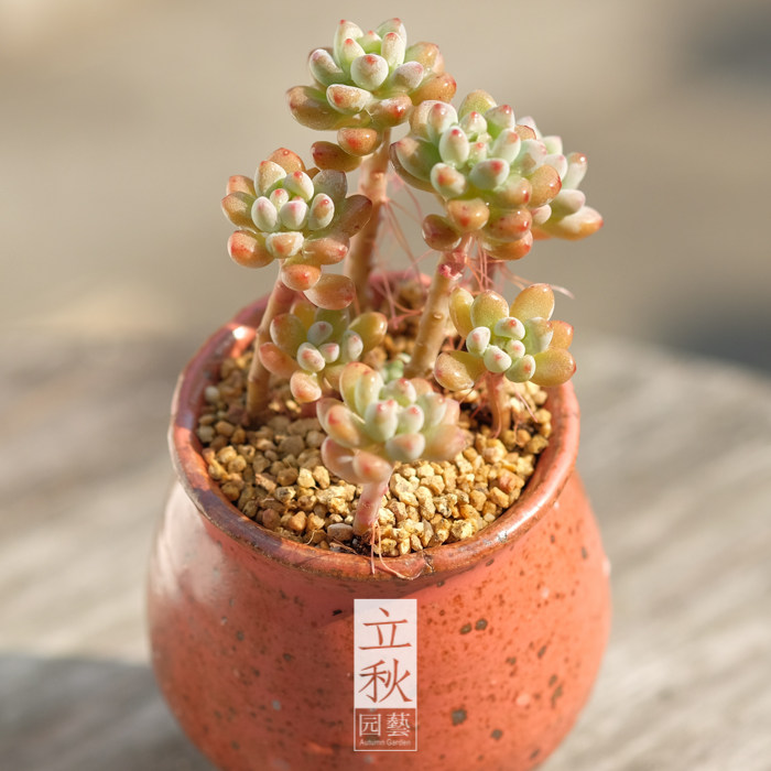 立秋园艺 多肉植物 肉肉植物 绿豆 老桩 一物一拍_7折现价14.8元