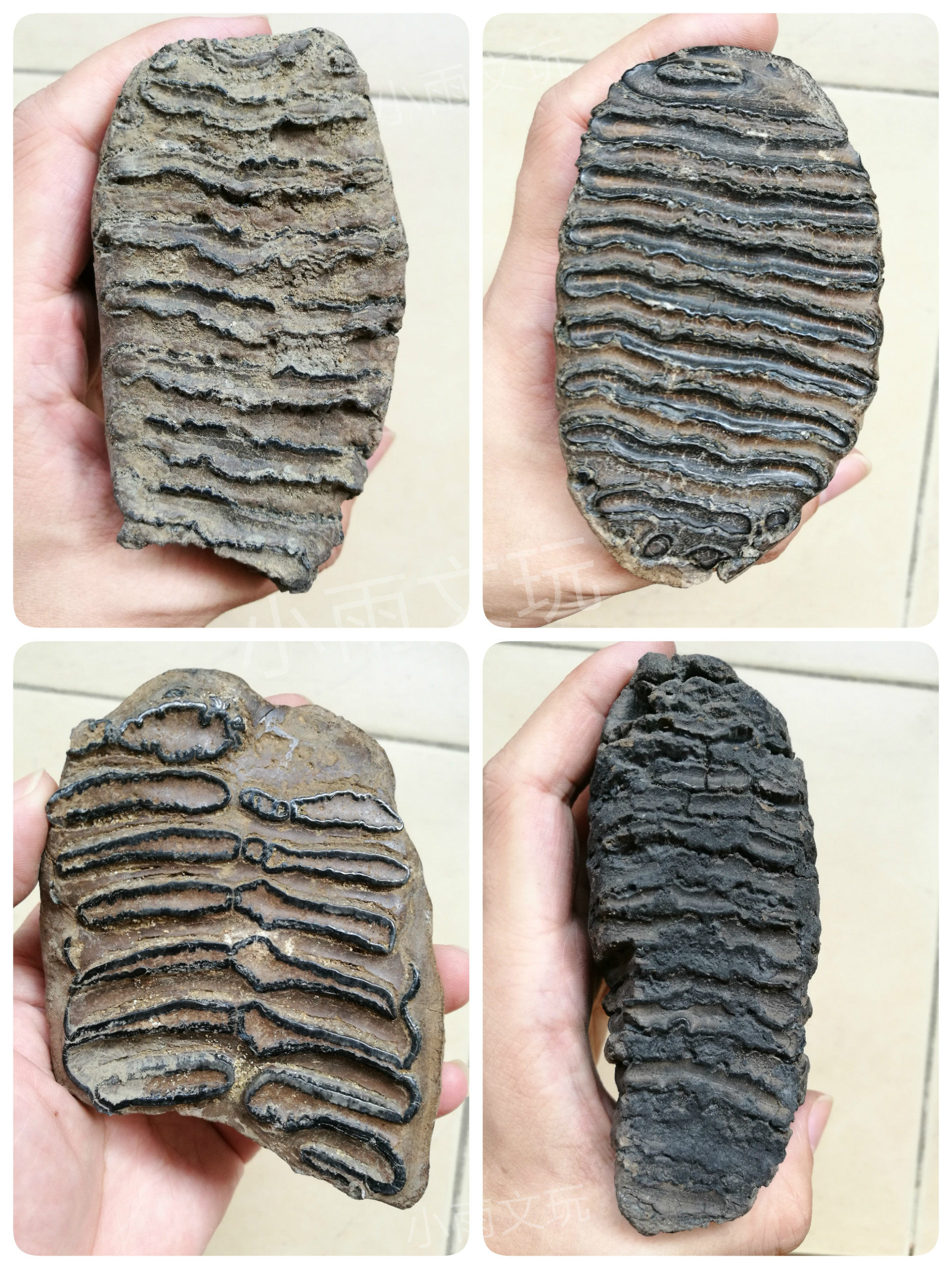 天然原色猛犸象牙猛犸臼齿摆件收藏文玩背景猛犸象牙原料_7折现价218