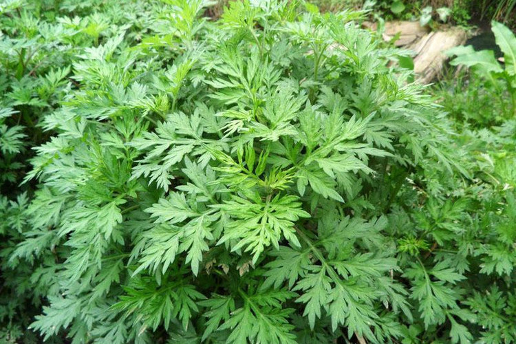 野生艾草总是稀稀疏疏的散布在山腰间,在洼地里,在草丛处