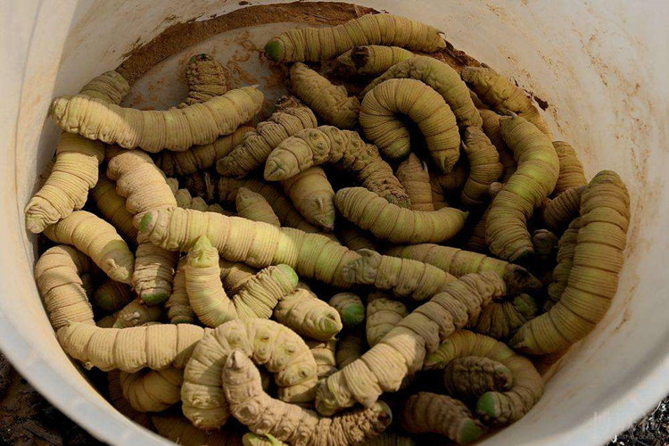 山东特产品新鲜冷冻野生食用垂钓豆虫豆丹豆青虫豆天蛾1斤包邮