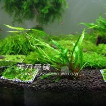 Danish Fine Leaf Iron Crown Underwater Leaf Medium Leaf Studio Homegrown Aquatic Grass 1 serving 10 + leaves