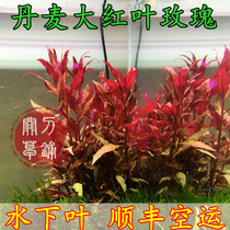 Danish Big Red Leaf Rose 1 Head (13 Year Old Grass Shop Knife Shop) Self-Related Underwater Leaf Aquatic Grass Smooth