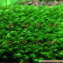 Little Leaf Phoenix Mini Leaf USA Anchovy Tamos Moss Knife Grass Paving Homegrown Water Medium Leaf Aquatic Grass