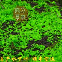 Creeping Dwarf Pearl Aquatic Grass 1 Piece Cutting Knife Grass Laying Underwater Leaf Pruning Foreground Grass New Creeping Giant Pearl