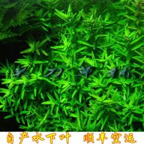 Green Court 1 (Guan Knife Grass Shop) Aquatic Grass Self-breeding Water Middle Leaf ADA Aquatic Landscape Postgrass