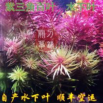 Purple Triangle Hundred Leaf Underwater Leaf Aquatic Grass 12 Year Old Shop Close Knife Grass Pave Homemade ADA Aquatic Landscape Postgrass