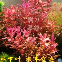 Bao Wen Sanga Butterfly 1 Knife Grass Shop Self-produced Underwater Leaf Aquatic Grass Kill Overflowing Net Grassland Cargo