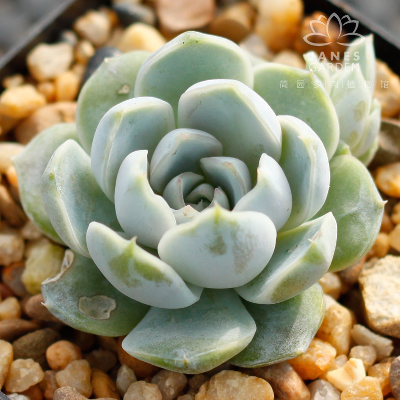 简园|韩国进口多肉 雪兔 单头小老庄群生 一物一拍 包邮_7折现价9元