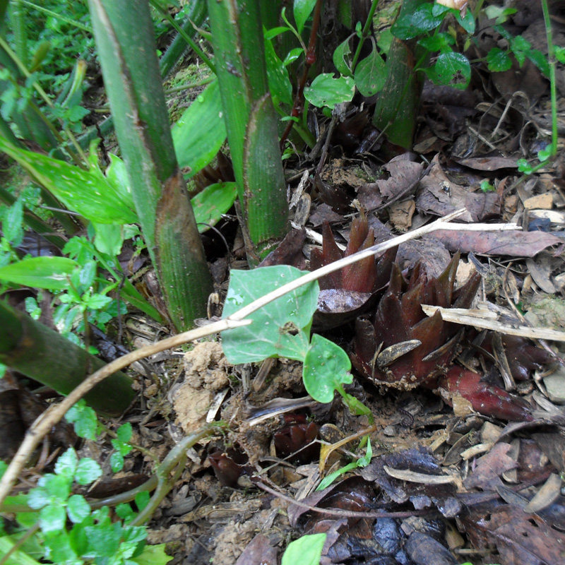阳荷 洋荷姜 阳荷姜 阳藿 茗荷 贵州野生蔬菜 新鲜 洋火 500g包邮