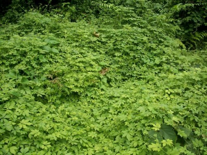 湘西古丈野生绞股蓝茶七叶参绞股蓝包邮