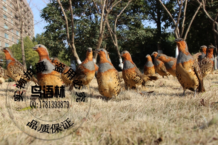 包邮公母竹鸡标本 竹鸡假媒 竹鸡假煤模型野山鸡标本