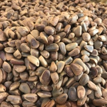 Northeast specialty wild pine nuts fried original 2021 new red pine nut pregnant woman nut 1 part 250g2 servings