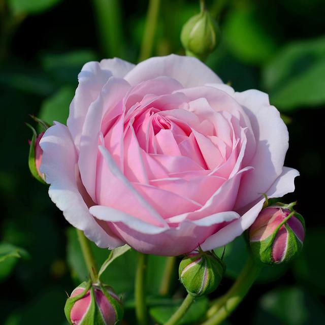 适合庭院的优秀灌木月季好养又勤花