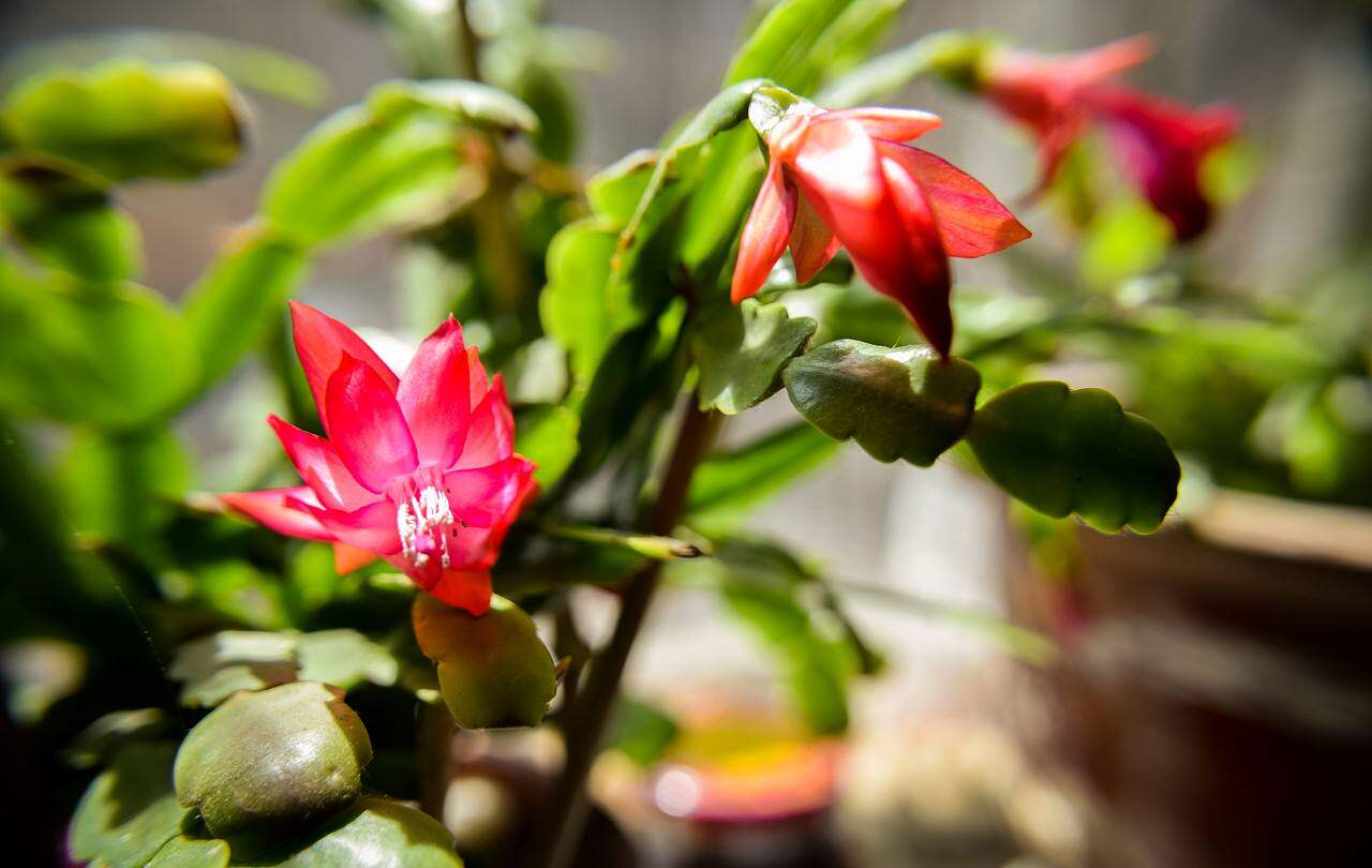 十月就适合养这6种花,入冬成花海,特美-鸢尾与木兰